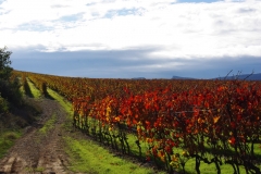 vignes